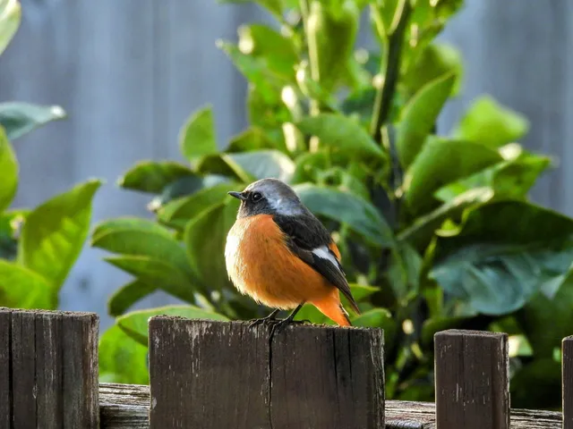 Species Image