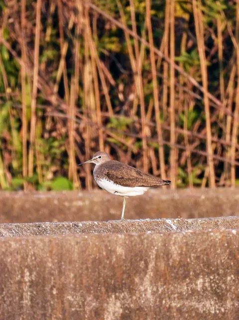 Species Image