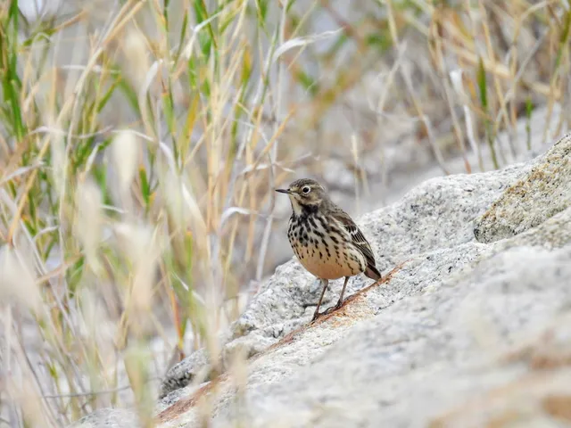 Species Image