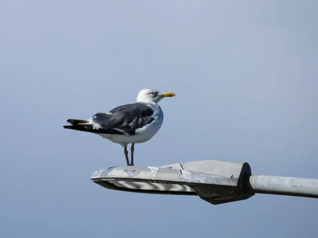 Species Image