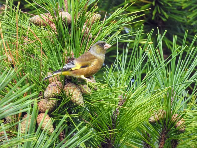 Species Image