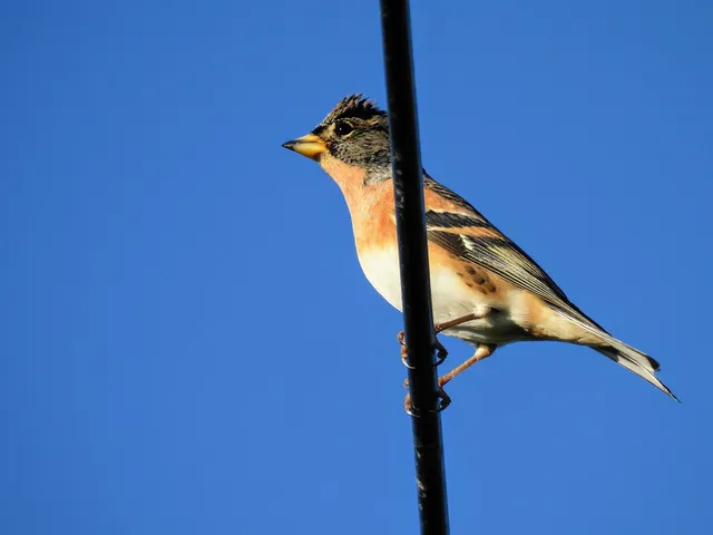 Species Image