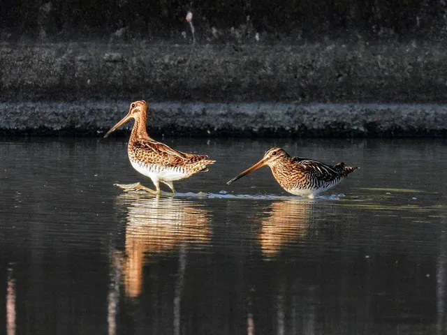Species Image