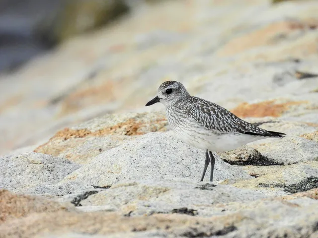 Species Image