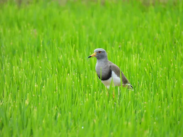 Species Image