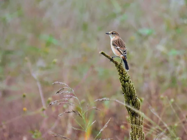 Species Image