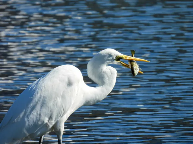Species Image