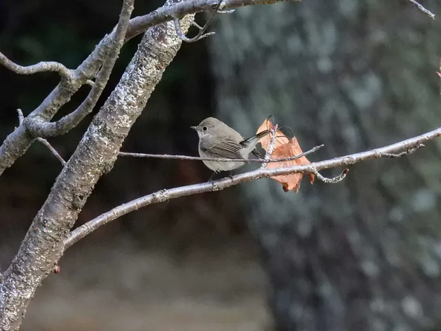 Species Image