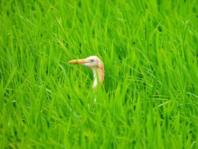 Species Image