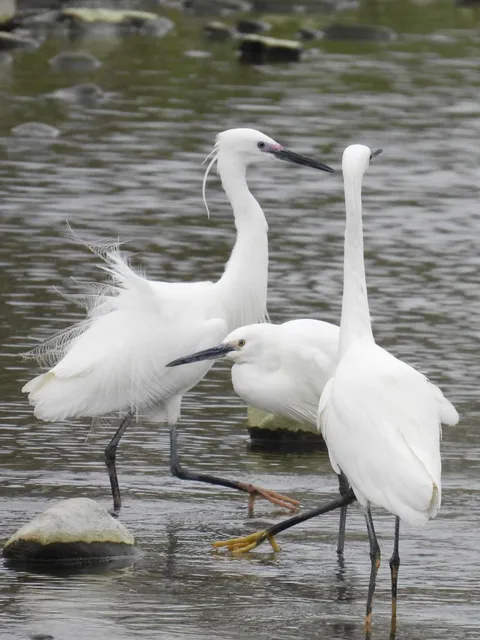 Species Image