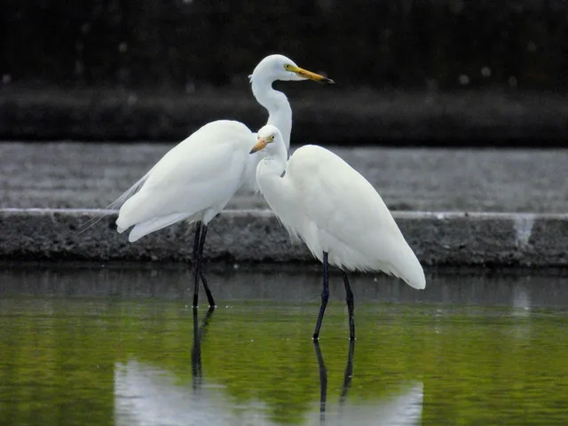 Species Image