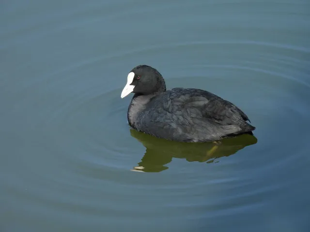 Species Image