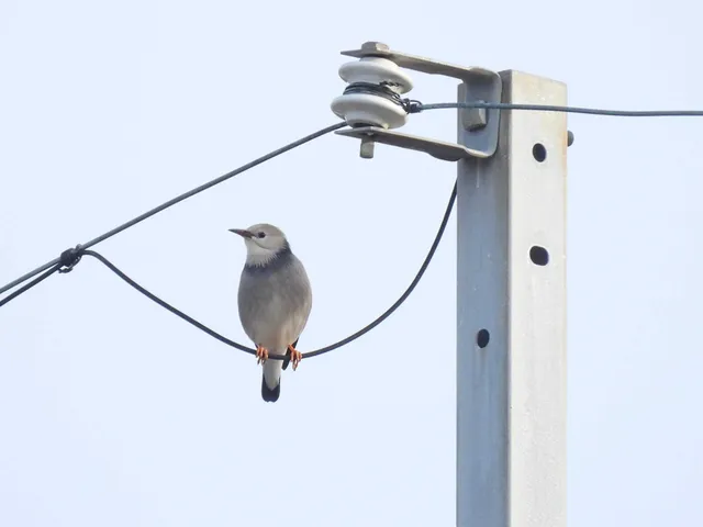 Species Image