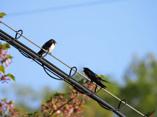 Species Image