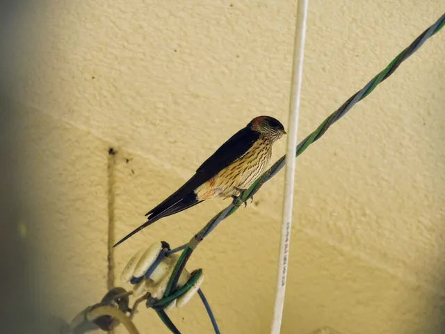 Species Image