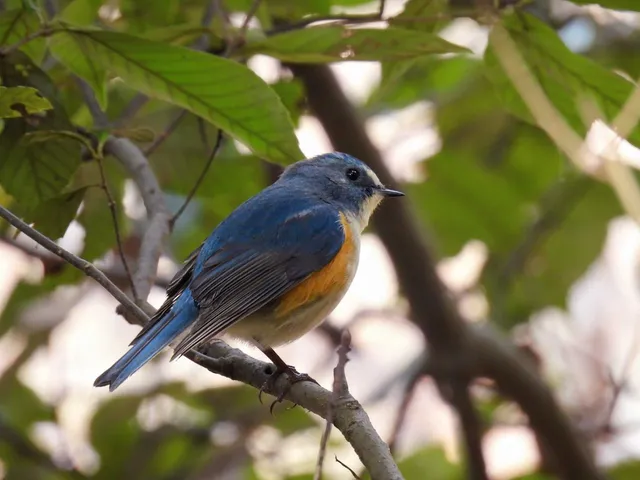 Species Image