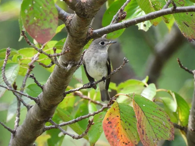 Species Image