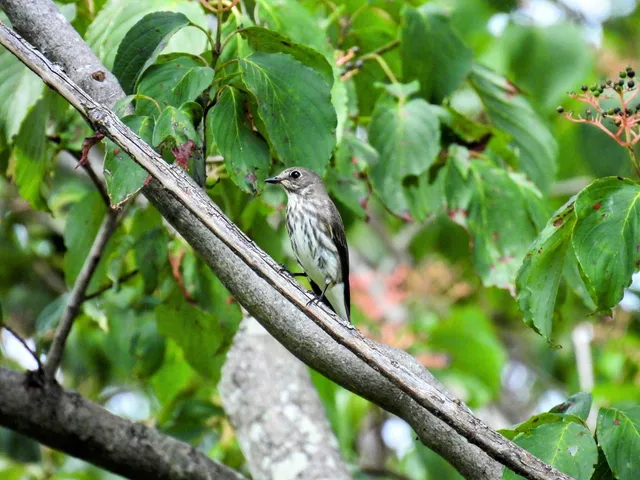 Species Image