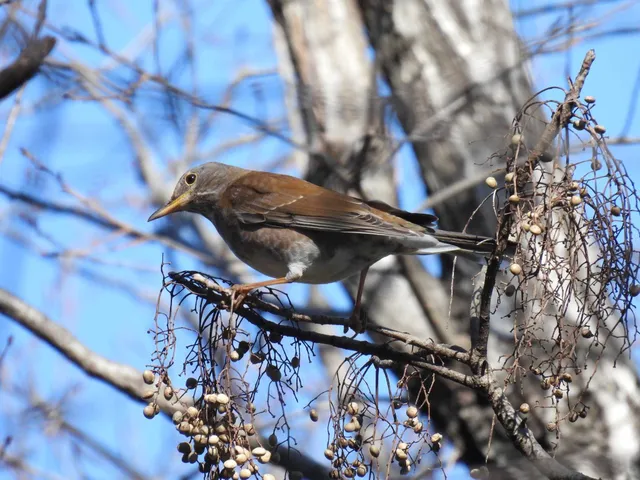 Species Image