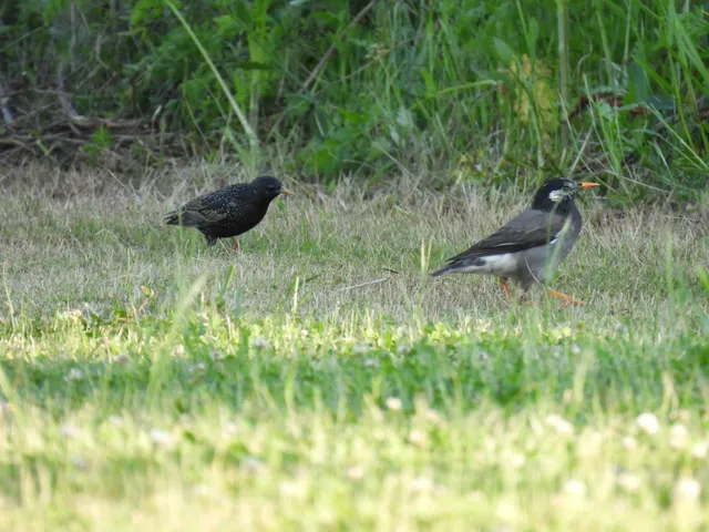 Species Image