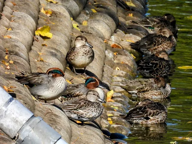 Species Image