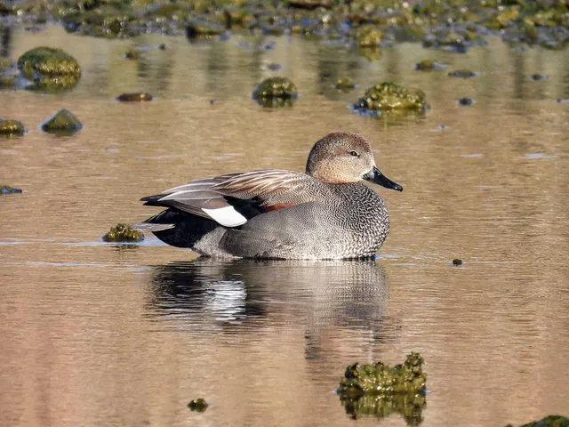 Species Image
