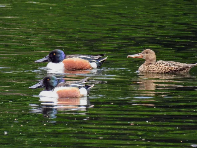 Species Image