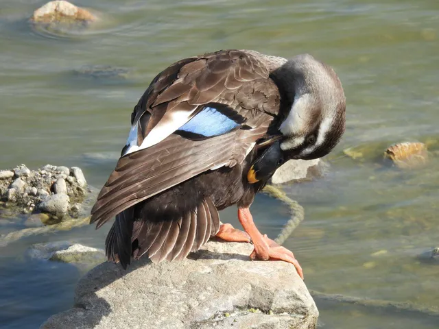 Species Image