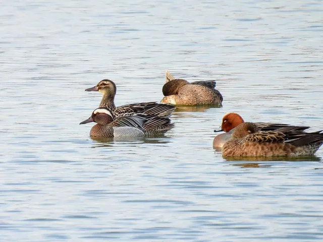 Species Image
