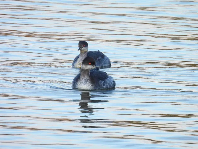 Species Image