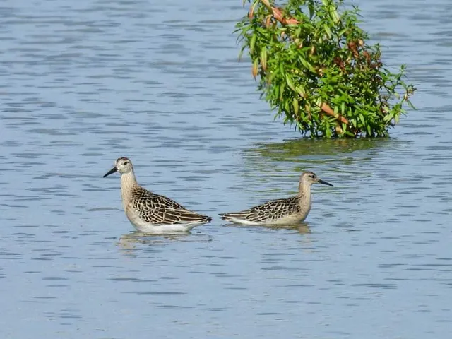 Species Image