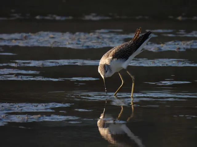 Species Image