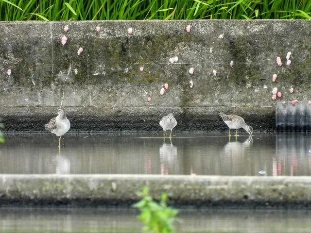 Species Image