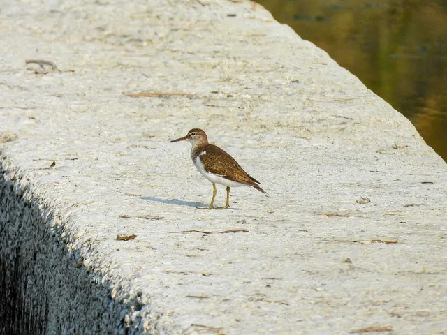 Species Image