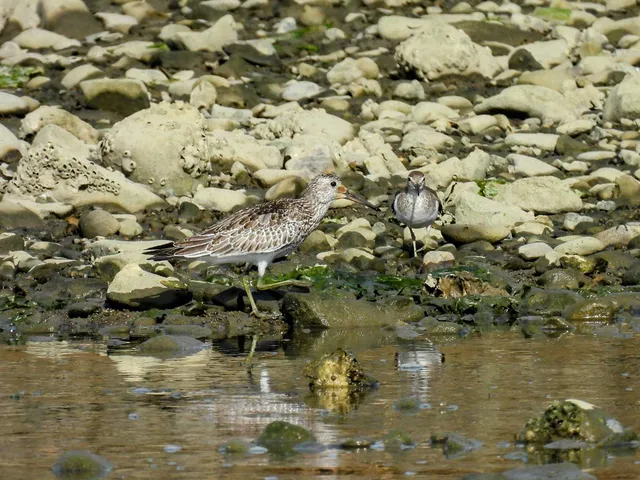 Species Image