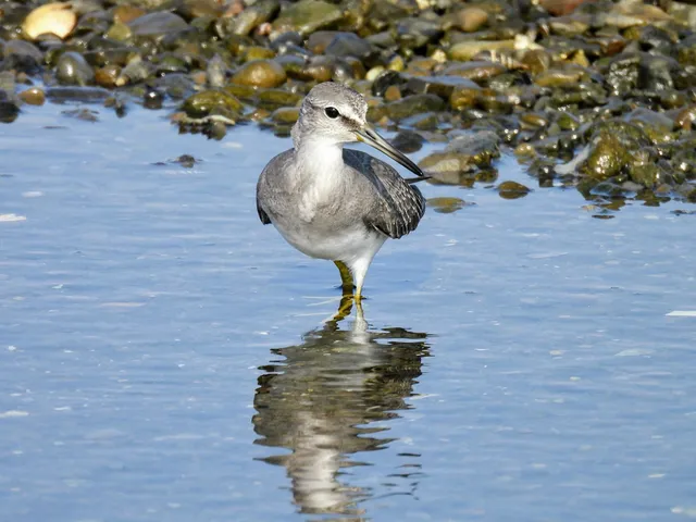 Species Image