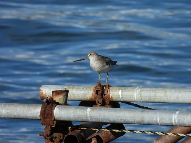 Species Image