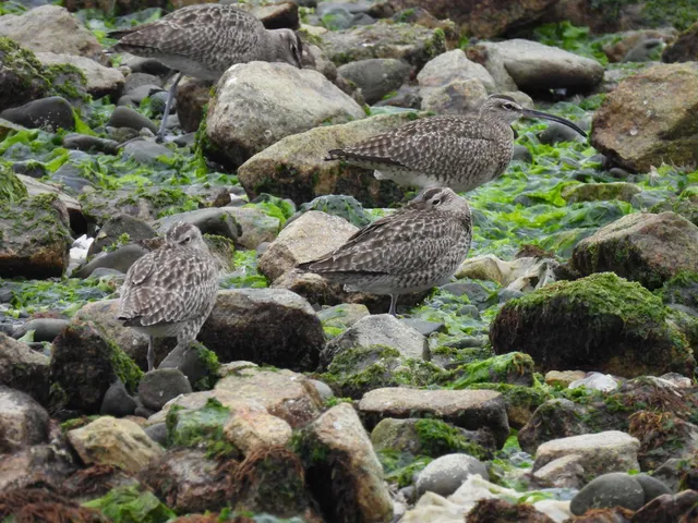 Species Image