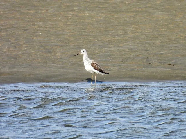 Species Image