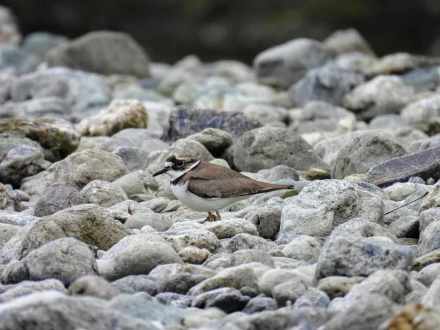 Species Image