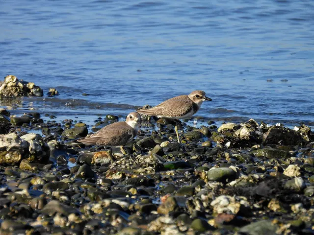 Species Image