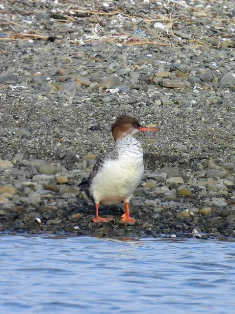 Species Image