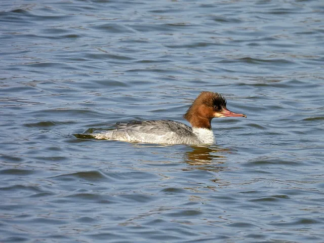 Species Image
