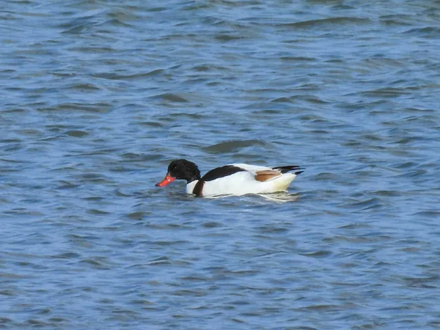 Species Image