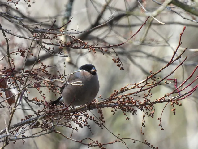 Species Image