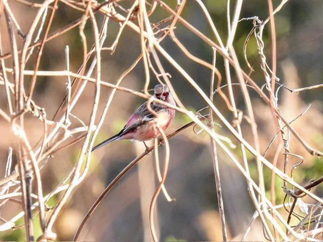 Species Image