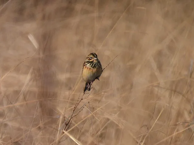 Species Image