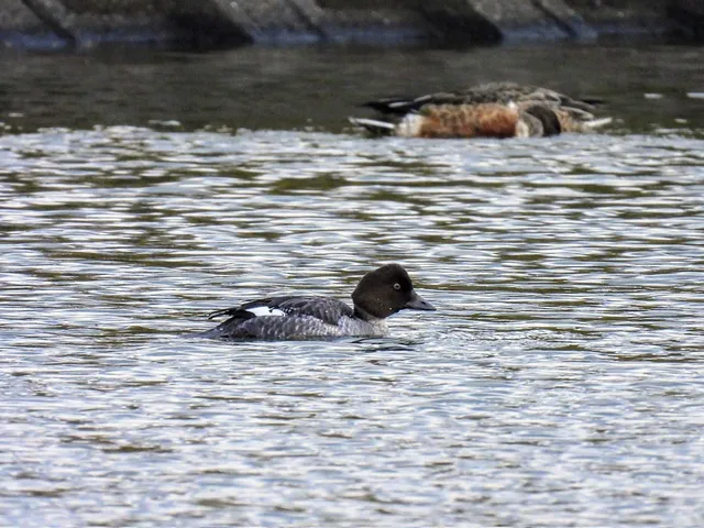 Species Image