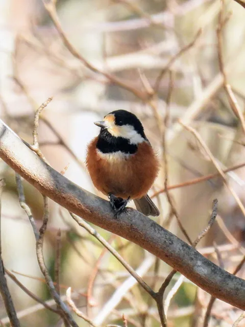 Species Image