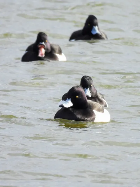 Species Image